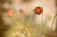 Fleur de vanneau (Fritillaria meleagris) par Carola Schellekens Aperçu
