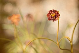 Kiebitzblume (Fritillaria meleagris) von Carola Schellekens