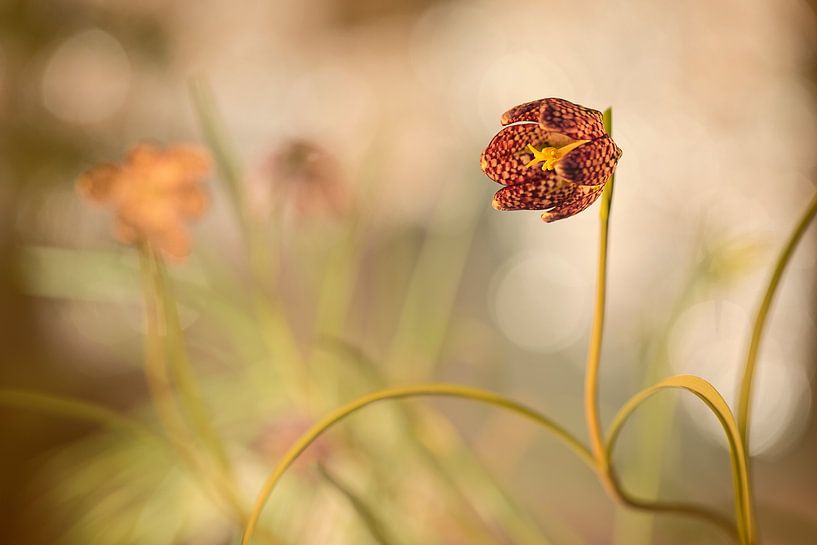 Kiebitzblume (Fritillaria meleagris) von Carola Schellekens