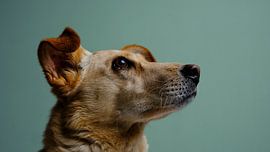 Hundred Portrait by Yvette de Vries