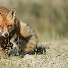 sluwe blik... Rode vos ( Vulpes vulpes ) op jacht, van wunderbare Erde