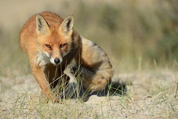 sluwe blik... Rode vos ( Vulpes vulpes ) op jacht,