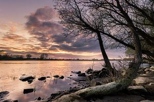 Ein gebogener Bananenbaum bei Sonnenuntergang an der Ijssel
