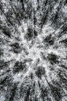 Abstract in the forest