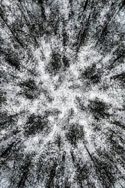 Abstrakt im Wald von Cathy Roels