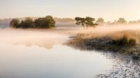 Ground fog along the Grootven