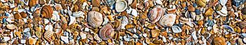 Schelpen op het strand (panorama)