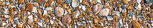 Schelpen op het strand (panorama)