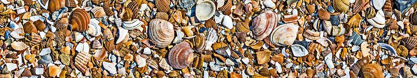 Shells on the beach (panorama) by Fotografie Jeronimo