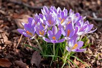 Beautiful purple early-flowering crocuses