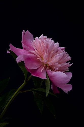 Pink peony
