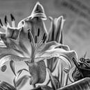 Lelie van Jean Arntz thumbnail