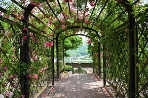 Arbre avec des roses roses Dornburger Schlösser