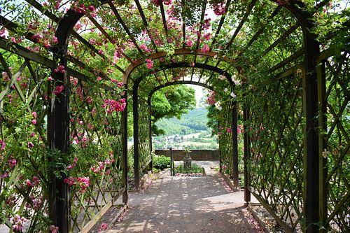 Arbor with pink roses Dornburger Schlösser