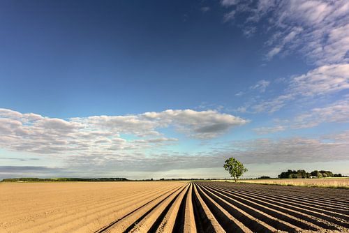Aardappelruggen in Groningen