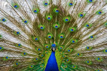 Peacock by Marcel Kieffer