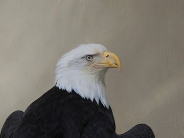 Porträt Nahaufnahme Amerikanischer Weißkopfseeadler von Maurice Dawson