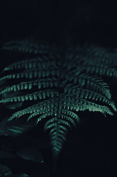 A fern frond in the twilight – a close-up in the woods