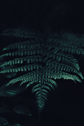 A fern frond in the twilight – a close-up in the woods