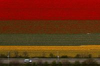Bloembollenveld met tulpen bij Noordwijkerhout in bloei.