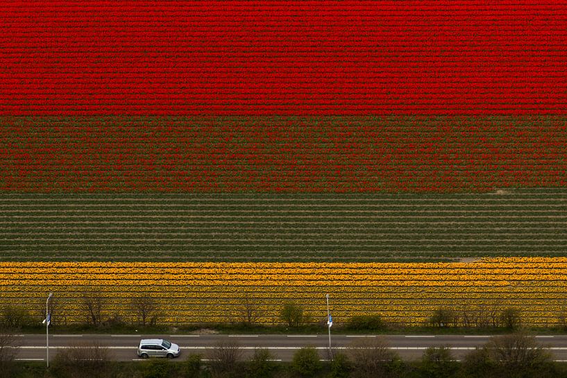 Bloembollenveld met tulpen bij Noordwijkerhout in bloei. von Meindert van Dijk