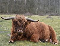 Scottish Highlander