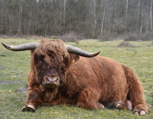 Scottish Highlander