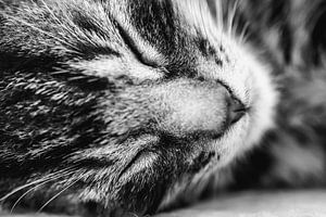 Le chat qui dort