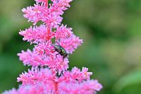 Mouche de la chair verte sur Spirea Astilbe rose