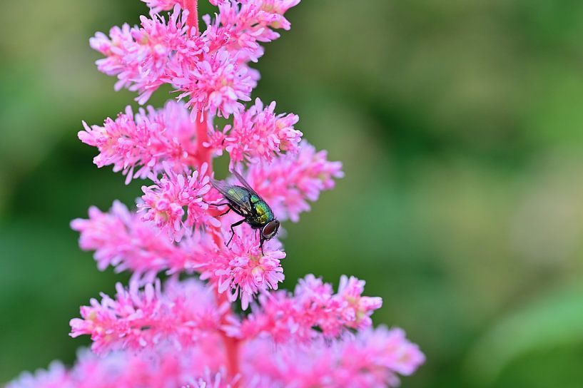 Grüne Fleischfliege auf rosa Spirea Astilbe von Truus Hagen
