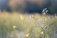 bloemen