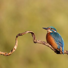 Ijsvogel van Tanja van Beuningen