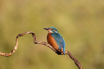 Ijsvogel van Tanja van Beuningen