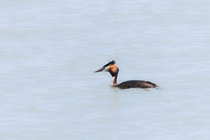Fuut op Marker Wadden