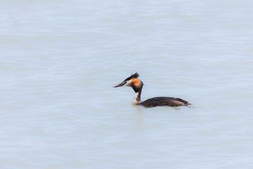 Grebe on Marker Wadden