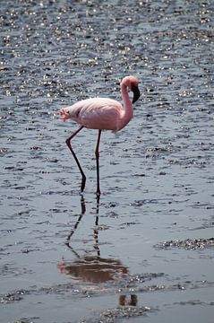 De Flamingo by Erna Haarsma-Hoogterp