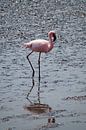 De Flamingo von Erna Haarsma-Hoogterp Miniaturansicht