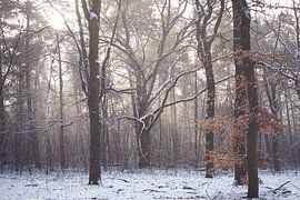 Winter on the Utrechtse Heuvelrug! by Peter Haastrecht, van
