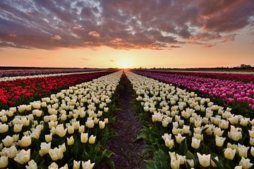 Tulpenveld bij zonsondergang van John Leeninga