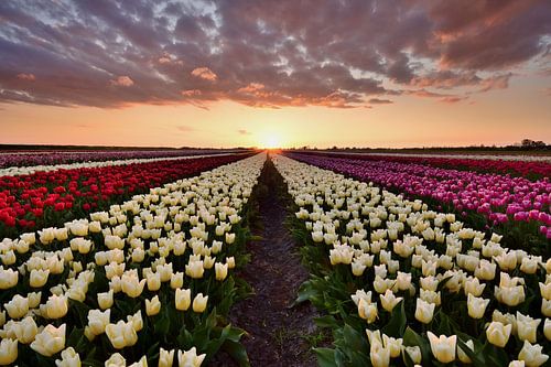 Champ de tulipes au coucher du soleil
