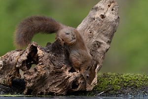 Europäisches rotes Eichhörnchen - Sciurus vulgaris - beim Trinken auf einem Baumstamm