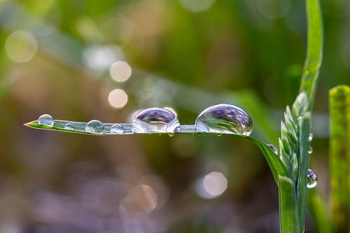 Druppels op een dienblad, na een regenbui.