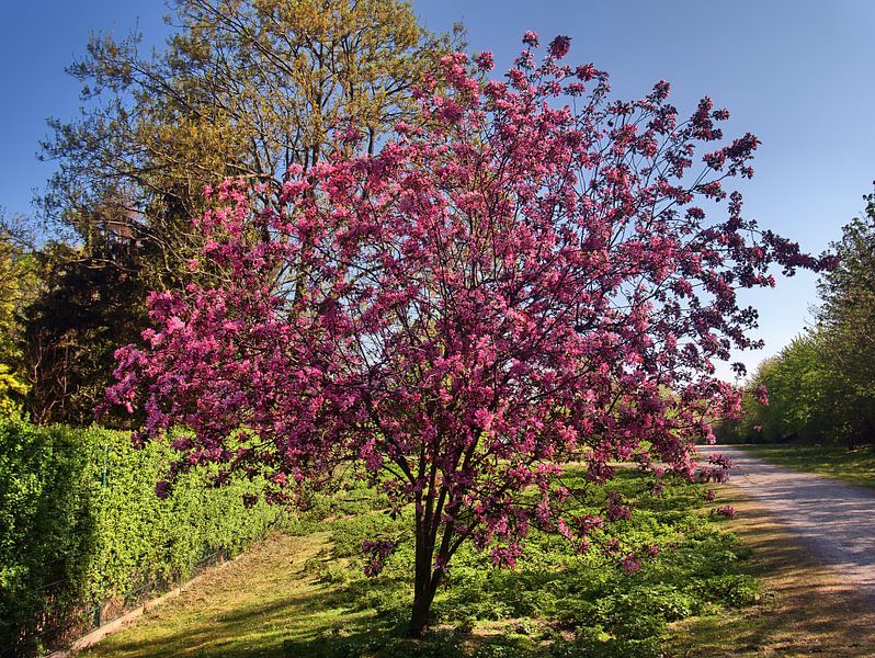 Pad 3 van Edgar Schermaul