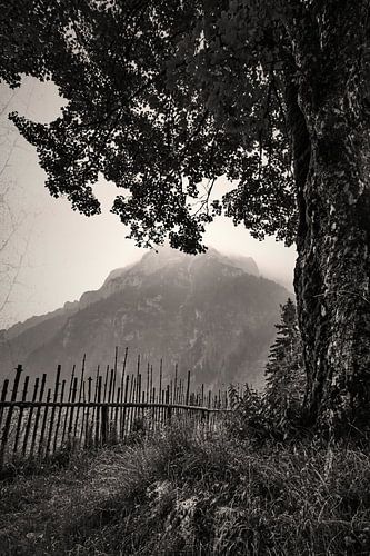 Landscape Tree Mountain