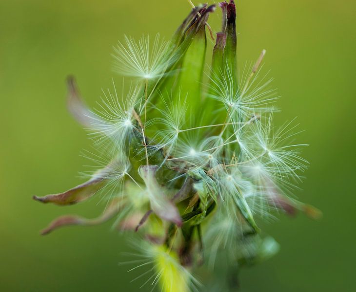 Dandelion by Silvia Groenendijk