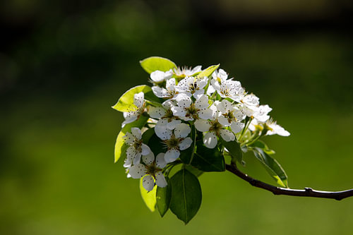 Blüten