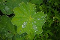 Na de regen