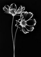 Black Cosmos