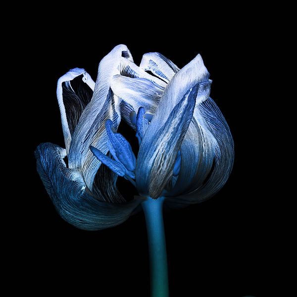 Tulip Delftware von Klaartje Majoor