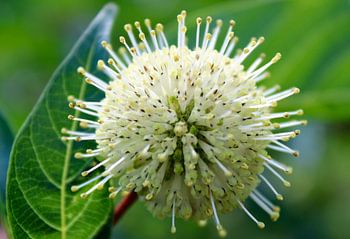 Ballflower - Fleurs et plantes